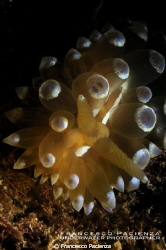 Janolus cristatus by Francesco Pacienza 